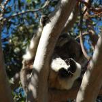 Raymond Island - Koalas